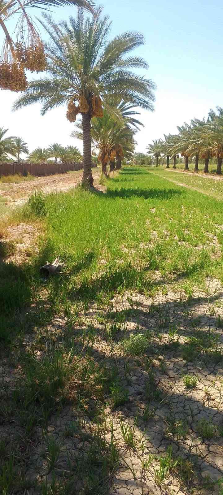 السـلام علـيڪم
مـزرعه للـبيع العـدد 3 دونـم ونـص وجـه الدونم الواحد 10 مـتر والـطول 250 مـتر عـدد النـخل 100 حمـال بيـهاا ملـون وبيهاا زهـدي وخسـتاوي مـع وجـود بيـت مسـاحة 300 متـر وحديـقه ڪبيره معـه وجـود مـي وكهـرباء وتـبليط للباب مـباع دونم او 2 او 3 او كلهـن مـعه وجـود حقـل ڪبير مسـاحة 20 × 20 متـر  . 
المڪان / حلـه ابـي غـرق خـلف مجـمع الڪوثـر رقـم الهـاتف للاتصـال او الاستـفسار . 
***********
