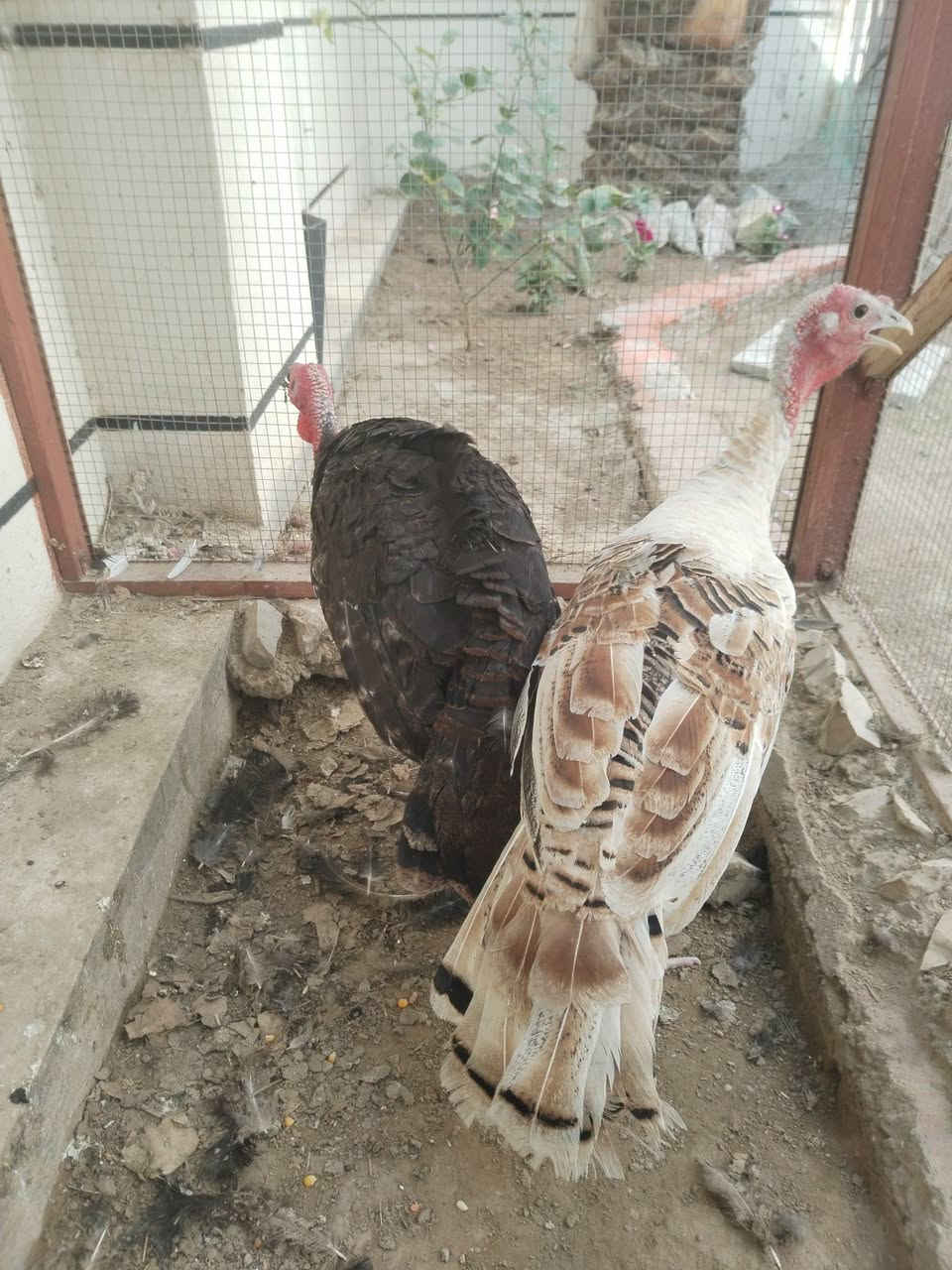 زوج فسيفسات • فراريج • الرمادي