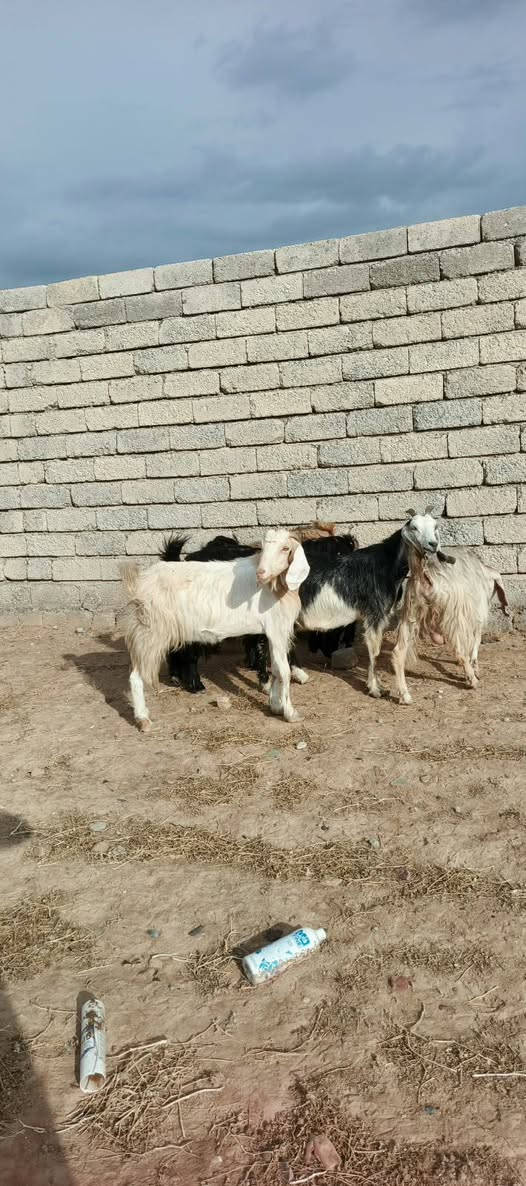معز • ٧ راس • جنس رقم واحد