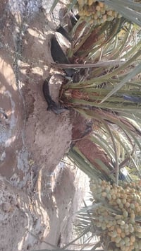 فسائل • برحي • ابو الخصيب