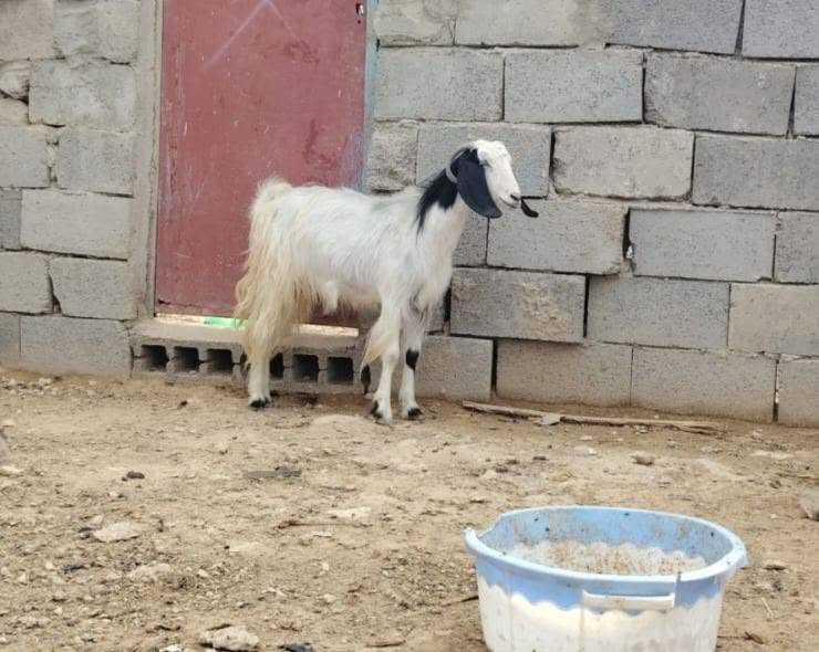 عنز • سمينه • حديثه بني داهر