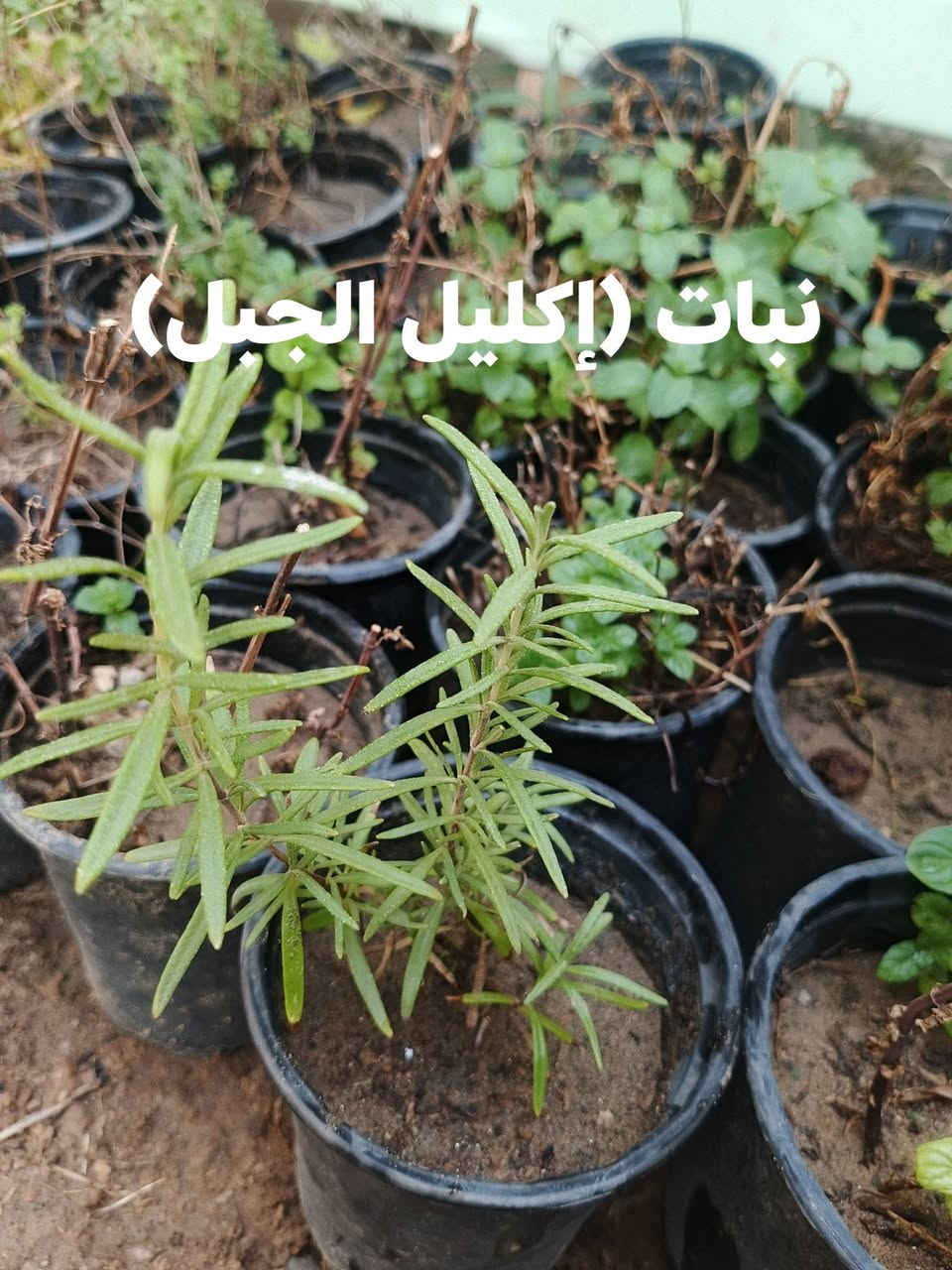 ﴿عرض خاص﴾ ✨ 🔥🔥⬅️ ولفترة محدودة 

تشكيلة جديدة من نبات 🌿
نبات السفندر (Ruscus)+ (نبات نعناع)+  نبات (اكليل الجبل)+ نبات (ورد الجعفري)

العرض بسعر⬅️ 3,500 فقط.✨🔥🔥

توصيل لكافة انحاء المجمع والعامرية 🚗 

للطلب والاستفسار ⬅️ خاص 

واتساب ⬅️ ***********
