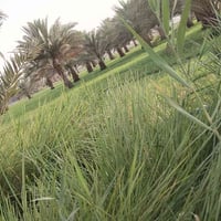 أرض • ٥ دونم • قريبة ذراع دجلة