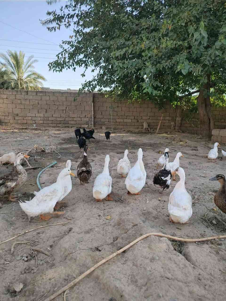 قازات برقالي عتاكي 2وفراريج 2وبط فرنسي لبيع مو كلف بل نشر لسفسار على هاذا رقم ***********

