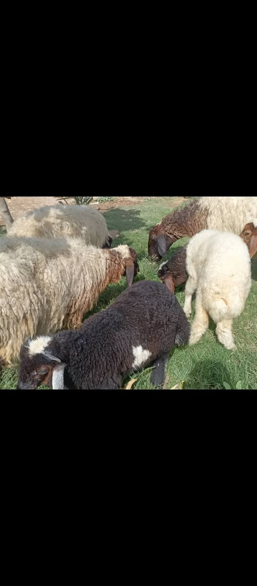 بسم الله ما شاء الله متاح حلال للبيع العدد 3 مطافيل وراهن فطايم اثنين وفحل خير من الله حلال مكفول كفاله عامه سنه وشطر وعين حلال مال جني ناصح خير من الله مكانه بغداد المشاهده قرب التاجي الشراي يخابر ويتدلل سعر خاص. (‪***********
