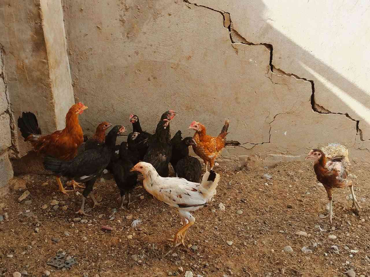 اسلام عليكم متاح للبيع فراريج  عدد 15 نصحات فول صحه ونشاط مكان موصل جانب الايمن شراي يتصل على الرقم او يجي خاص ***********
***********
