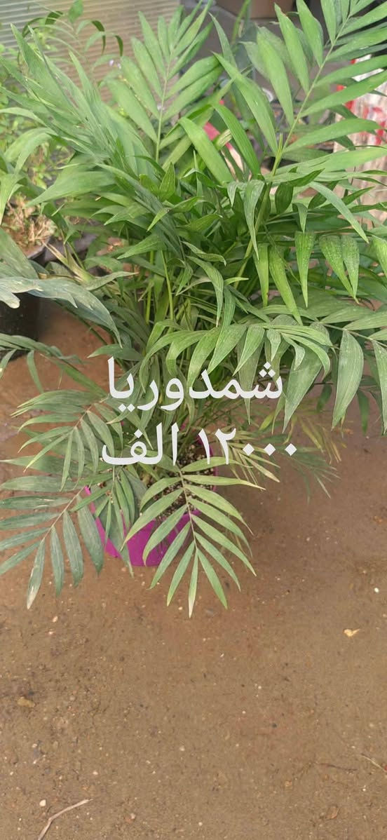 📍 زورونا في مشتل ومنحل كاردينيا
الموقع ديالى بعقوبه التحرير مقابل بيت كمبش والفرع الثاني بكاطون الرحمه للاستفسار الاتصال على الرقم ***********

نص مكتوب في الصور:
- بلاب متدلي
- ٦,٠٠٠ الاف
- سجاد الف دينار
- شمدوريا ١٢٠٠٠ الف
- كلونيما ٨٠٠٠ الاف
- مطاط ٧٠٠٠ الاف
- زنبق السلام
- ٨٠٠٠ الاف
- دفنباخية ٨٠٠٠ الاف
- بلاب عمودي ٩٠٠٠ الاف
- دفنباخية ٨٠٠٠ الاف مشتل ومنحل كاردنيا صورة منذ 54 د كل الهلة هاي اسعارنا الجديدة مشتل ومنحل كاردنيا بعقوبة التحرير مقابل بيت كمبش والثاني كاطون الرحمة مراسلة مشتل ومنح...