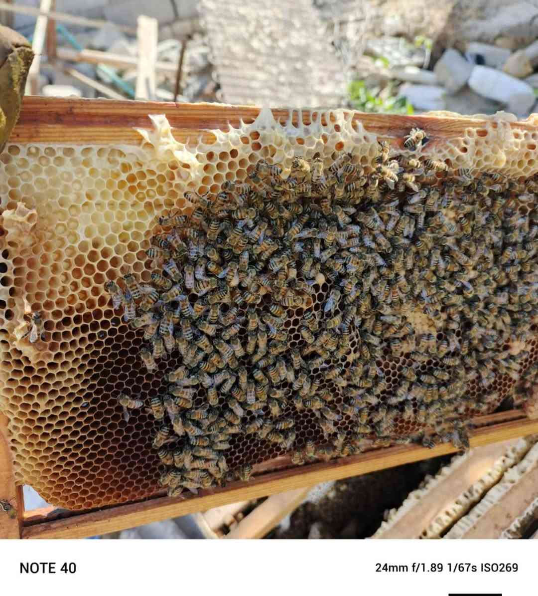 العسل الطبيعي... طعمٌ أصيل وفائدةٌ لا تُقدّر بثمن. 🍯✨

من قلب الطبيعة إلى مائدتكم، نقدم لكم عسلًا طبيعيًا نقيًا بجودة عالية، يجمع بين المذاق اللذيذ والقيمة الغذائية. لأن صحتكم تستحق الأفضل، اختروا العسل الطبيعي بكل ثقة.

🍯 طبيعي 100%
🌼 نكهة أصيلة
💛 جودة تستحق التجربة

#عسل_طبيعي #عسل #جودة #صحة #منتج_طبيعي
والتواصل ع واتساب
***********
