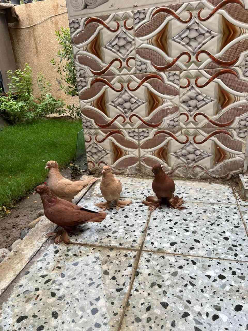 قفص طيور • بابل المركز • للبيع
