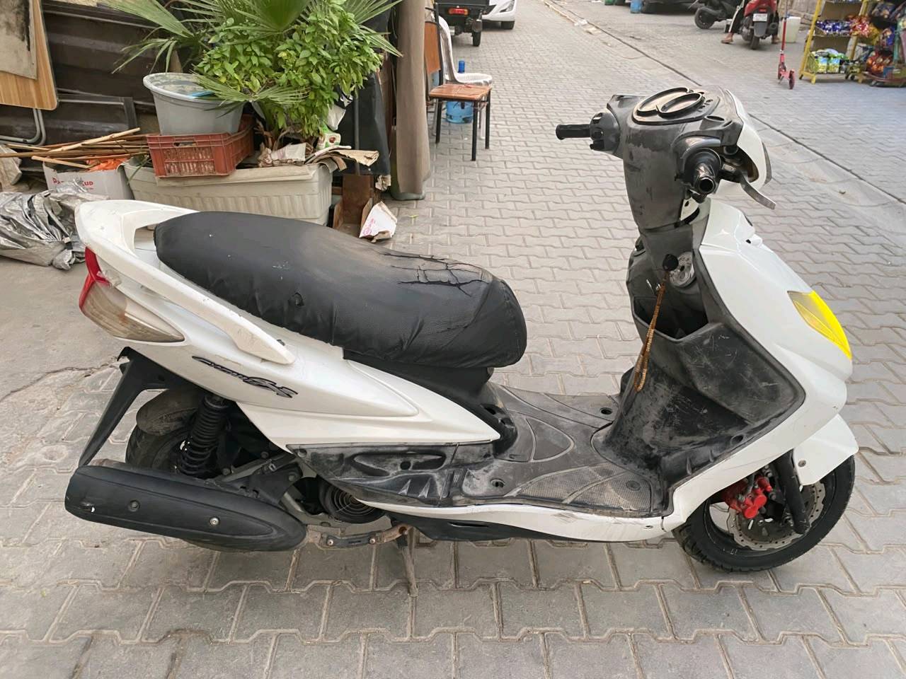 سكنس فحل • نوزل • ياباني