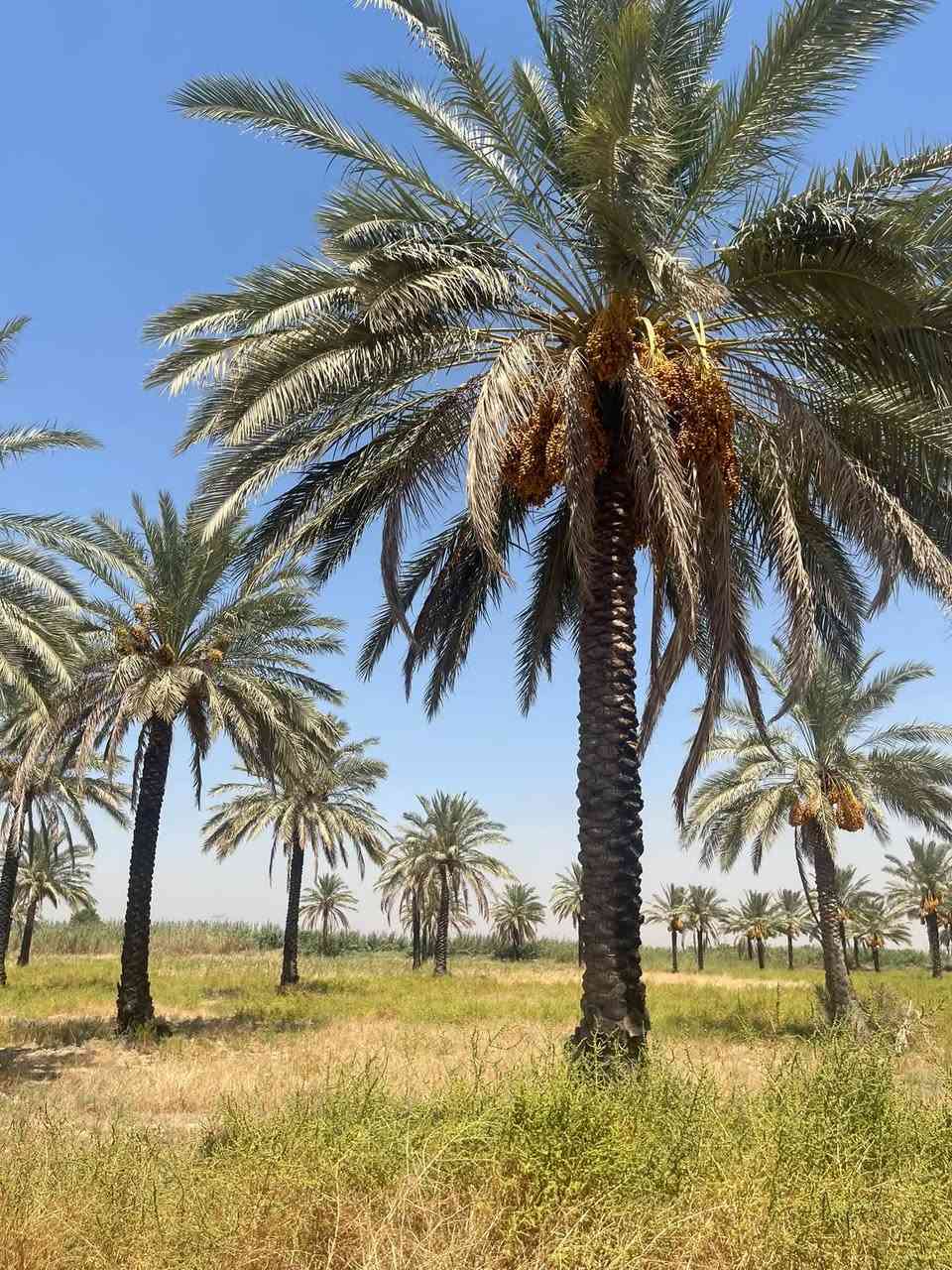 الصويرة الديوانية الجنوبية • ١٠ دونم • سند ٢٥
