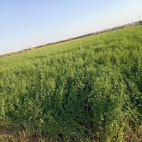 مرشات • ناحية البغدادي • منطقة الدولاب