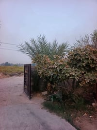 ارض زراعيه • دونمين وربع • حله ورديه