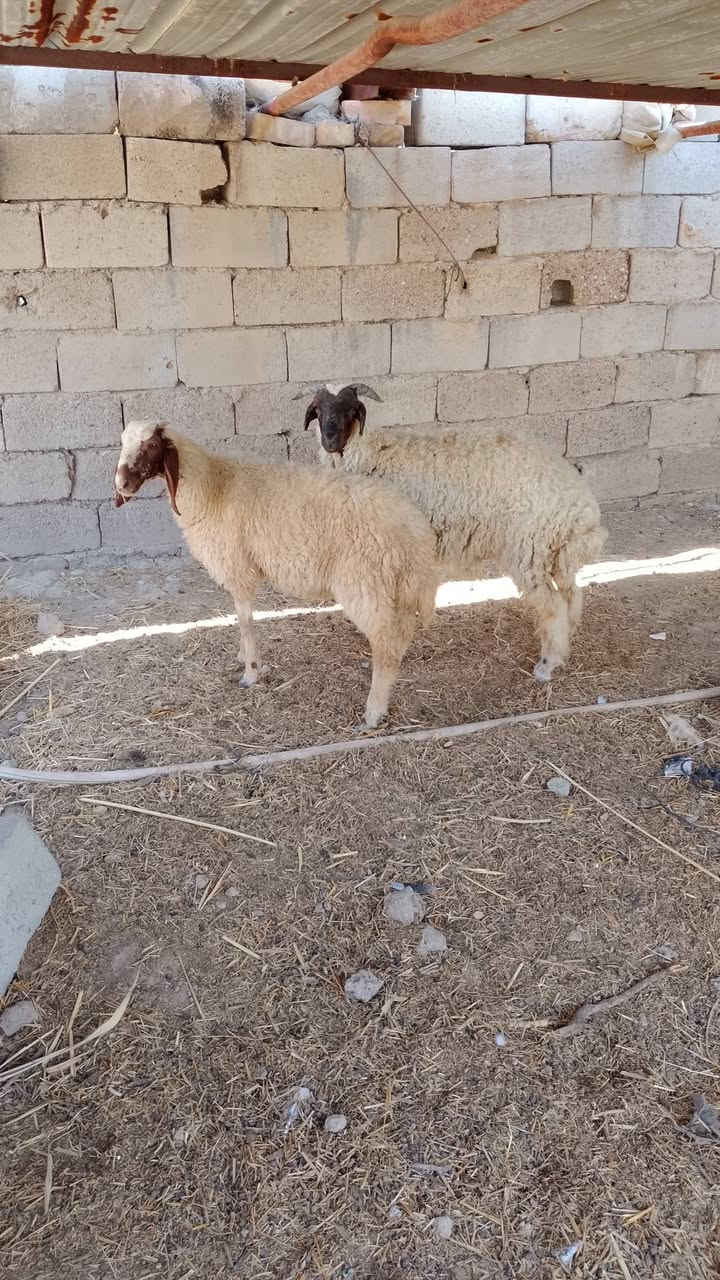 السلام عليكم
طليان لبيع مكاني قريب من المدائن سلمان باك اب 

***********
