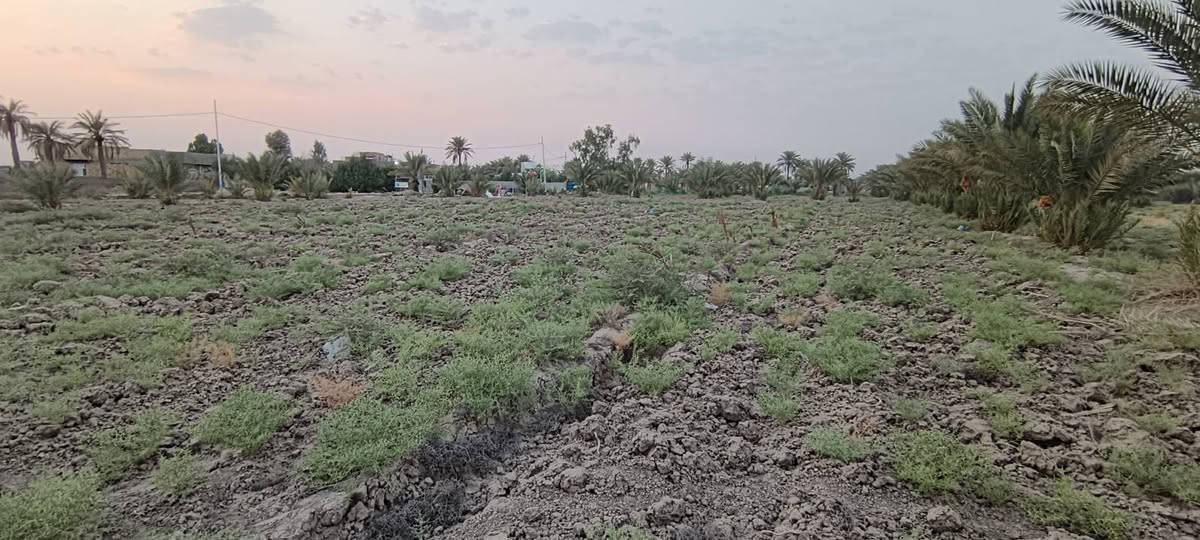 السلام عليكم ورحمة الله وبركاته
ارض للبيع اطابو زراعي سند 25 بااسمي 
الموقع خلف جامعة بابل/منطقة السجاد ع
تبعد عن الشارع العام الرئيسي حله نجف 1,كيلو 
المساحه ثنين دونم ونصف 6250م
توجد فيها كافه الخدمات مي اساله و وكهرباء وتحتوي على نخيل 
استفسار اتصال على الرقم *********** / ‏‪***********‬‏
