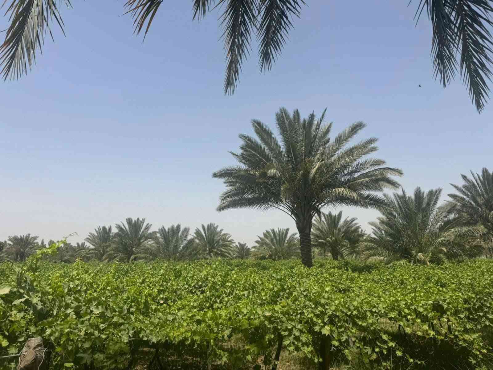 أرض طابو زراعي • ٢ دونم • هوى الشام
