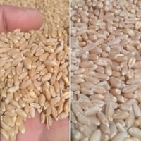 طحين حنطة • بنت الچيس