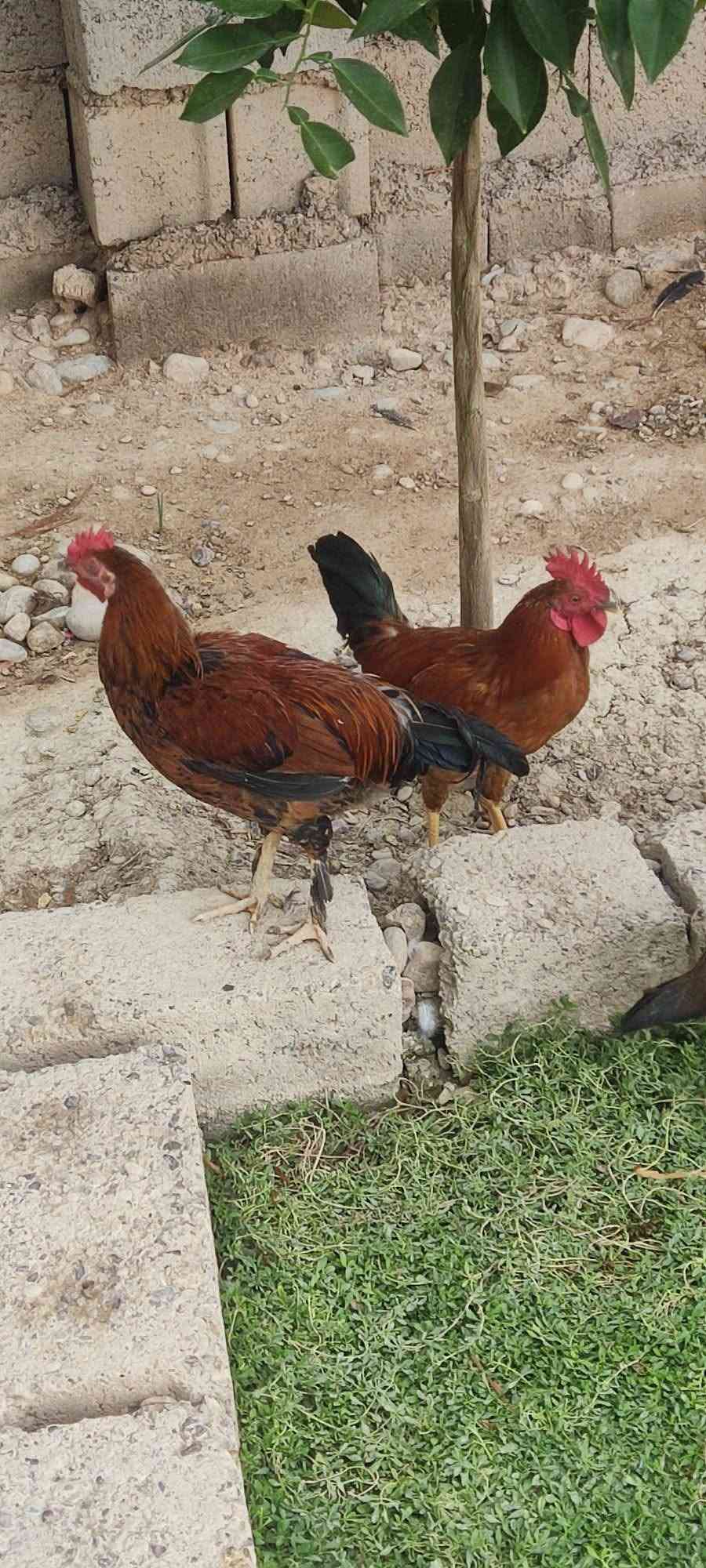ديوجه عرب • سنة • ٤ للبيع