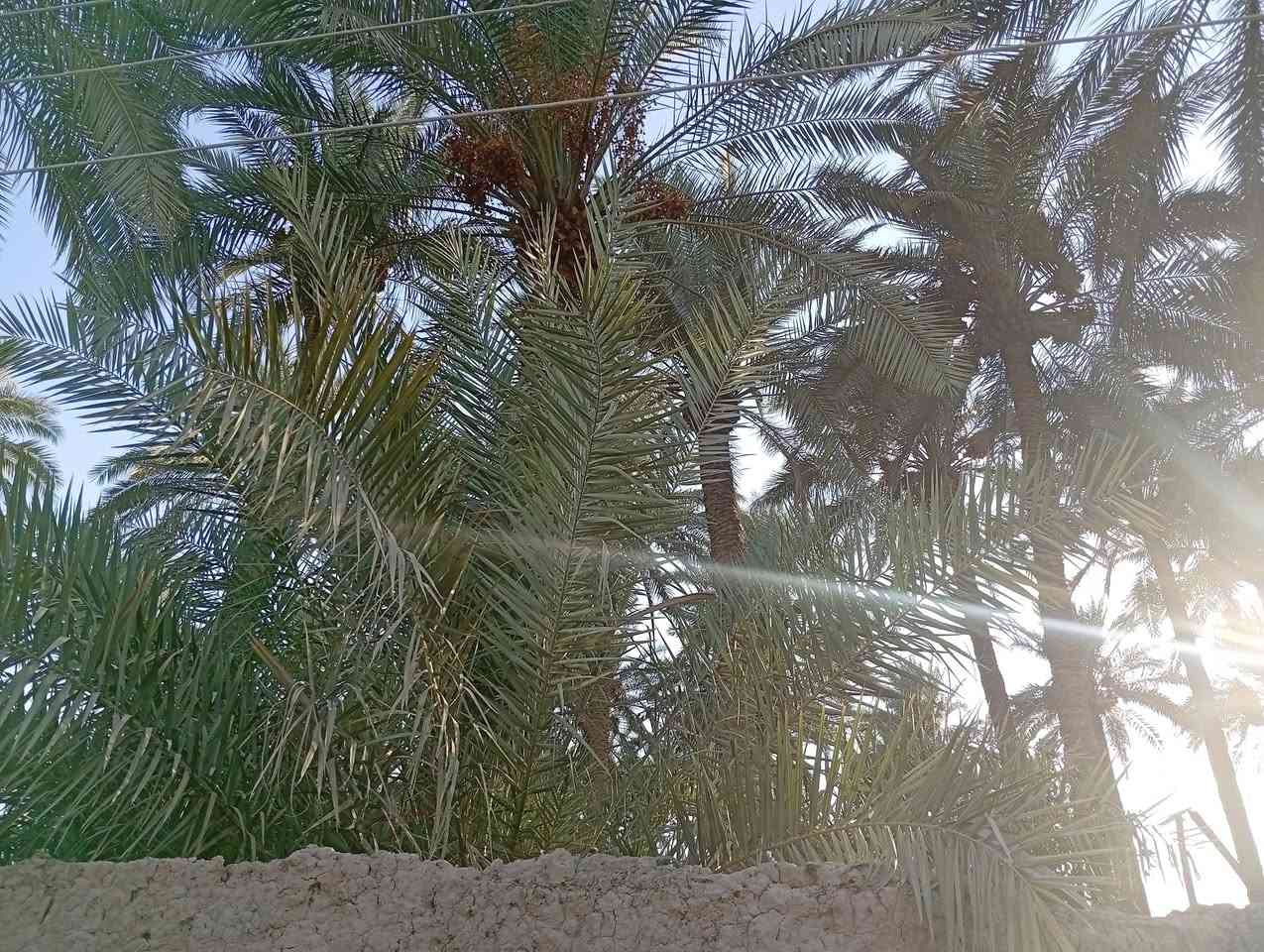 السلام عليكم لبيع بستان 
لبيع أو مراوس منتجع 
المساحه نص دونم 
سند 25تحويل ثاني يوم 
مزروعه بلكامل 
ماء كهرباء 
مكان شارع المداخل الرئسي بين مدخل 2و3يبعد عن الشارع العام 500متر
سعر ب85مو شراي لايخابر رحمله ولديكم 
***********
