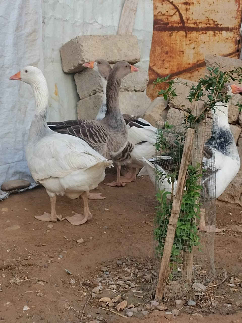 غاز • عمر سنة • مضرب شامي