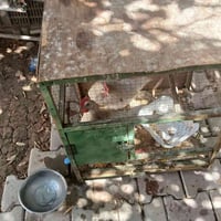قفص • بدون دجاجة • بلا عيوب