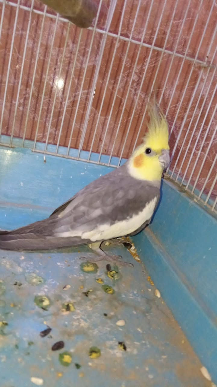 للبيع كلشي وسعره علق واني اردلك او اتصل ***********
