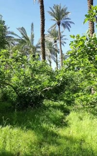 ٥ دوانم • طابو زراعي • نهاية التاجي