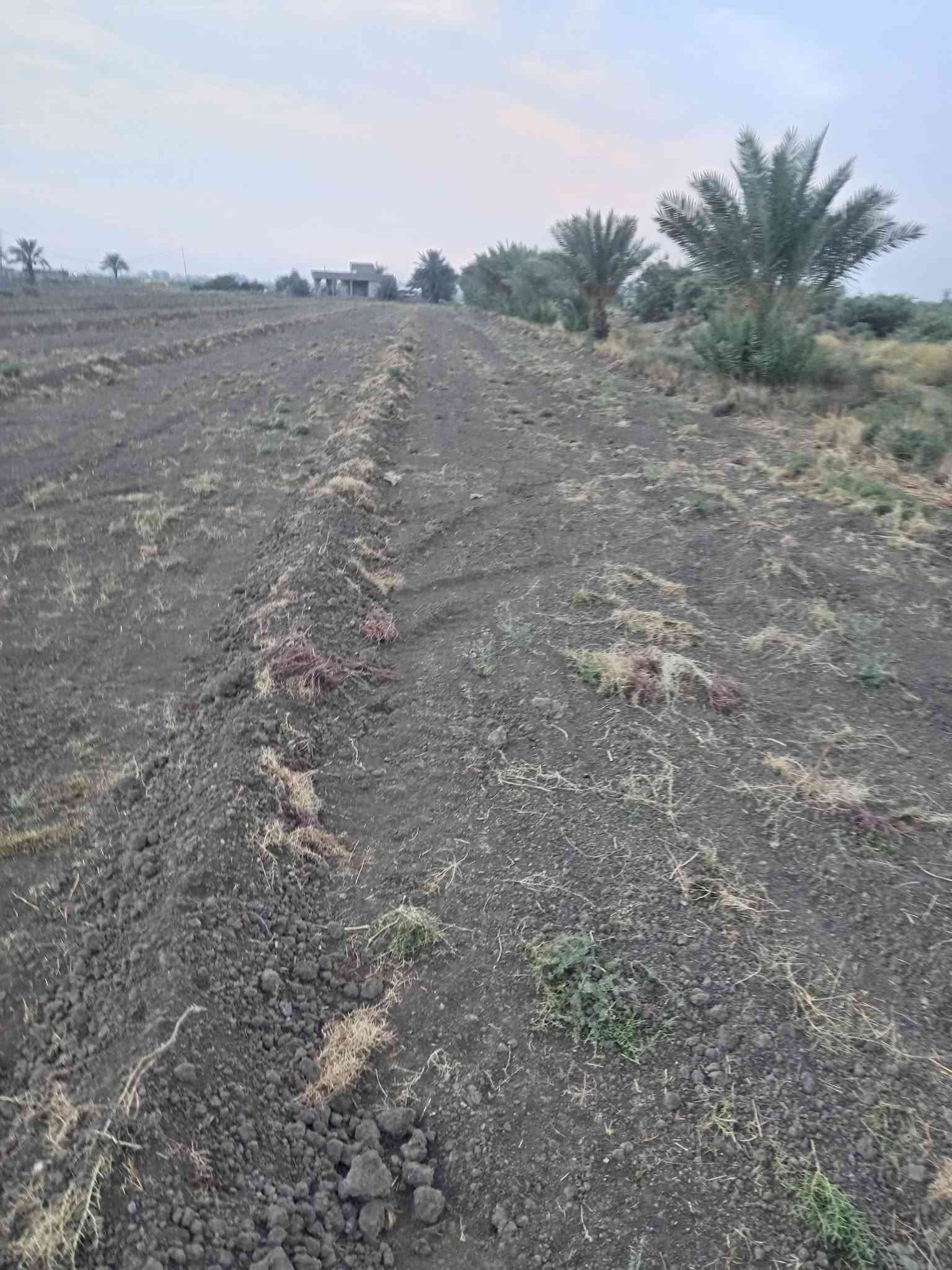 ٢ دونم • شارع الرابع • مخدومه