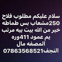 مطلوب فلاح • طماطه • يم عمود
