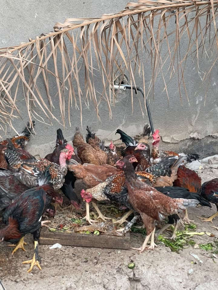 السلام عليكم يوجد دجاج عرب هراتي للبيع الزوج ب25 وبيهه مجال للاستفسار  ***********
