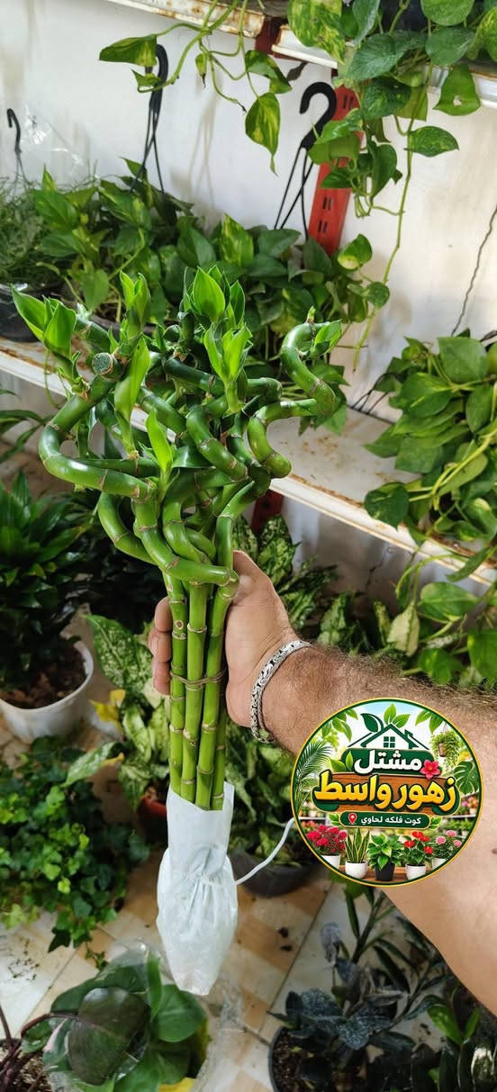 🌿🌸 نباتات ضلّية جميلة ومتنوعة 🌸🌿مشتل زهور واسط 
أجمل لمسة خضراء لبيوتكم ومكاتبكم 🤍🌱
اختاروا نباتاتكم المفضلة وخلو الطبيعة تضيف للمكان جمال وراحة.

🌸 مشتل زهور واسط 🌸

📍 العنوان: الكوت – فلكة الحاوي
#شارع_مستشفى_دمشق_الأهلي

🚚 خدمة التوصيل: متوفرة داخل مدينة الكوت فقط.

نستقبلكم بكل حب لتزيين منازلكم بأجمل أنواع الزهور والنباتات 🌿🌹

🕗 أوقات الدوام:
طيلة أيام الأسبوع
من الساعة 8:00 صباحاً إلى 8:00 ليلاً

📱 للطلب والاستفسار واتساب:
***********

أو مراسلة الصفحة الشخصية بلال الواسطي 🌹😊
