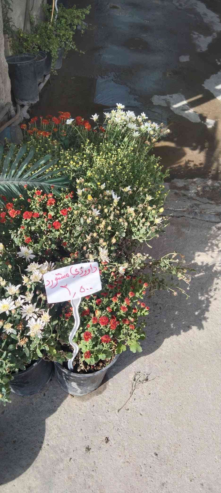 نباتات خارجية • حي العدل • الأسواق المركزية