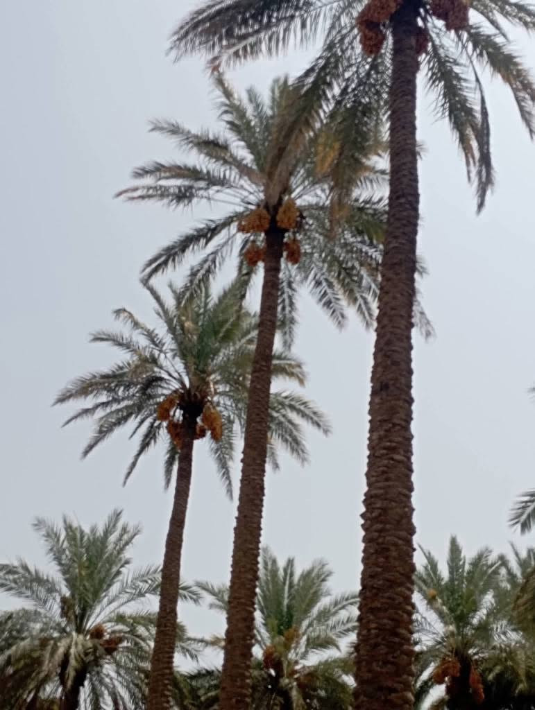 يا الله سلام عليكم يتوفر مزرعه جميله وموقع مميز قرب سيطرت الاثار منطقة السوره تبعد عن شارع حله بغداد مسافة 400متر مساحة 1000متر كافت الخدمات متوفره سعر 78مليون جنس الأرض طابو زراعي سند 25 الي يحب يتواصل رقم الهاتف وتساب *********** حلة, بابل
