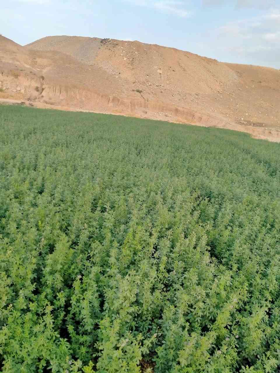 حشيش جت • عراقي • درجة أولى