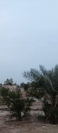 دونم ونص • طريق السنيه • الشارع العام