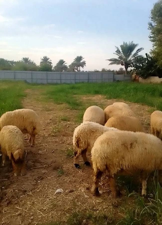 ٩٢٠م • سند ٢٥ • بغداد الراشدية