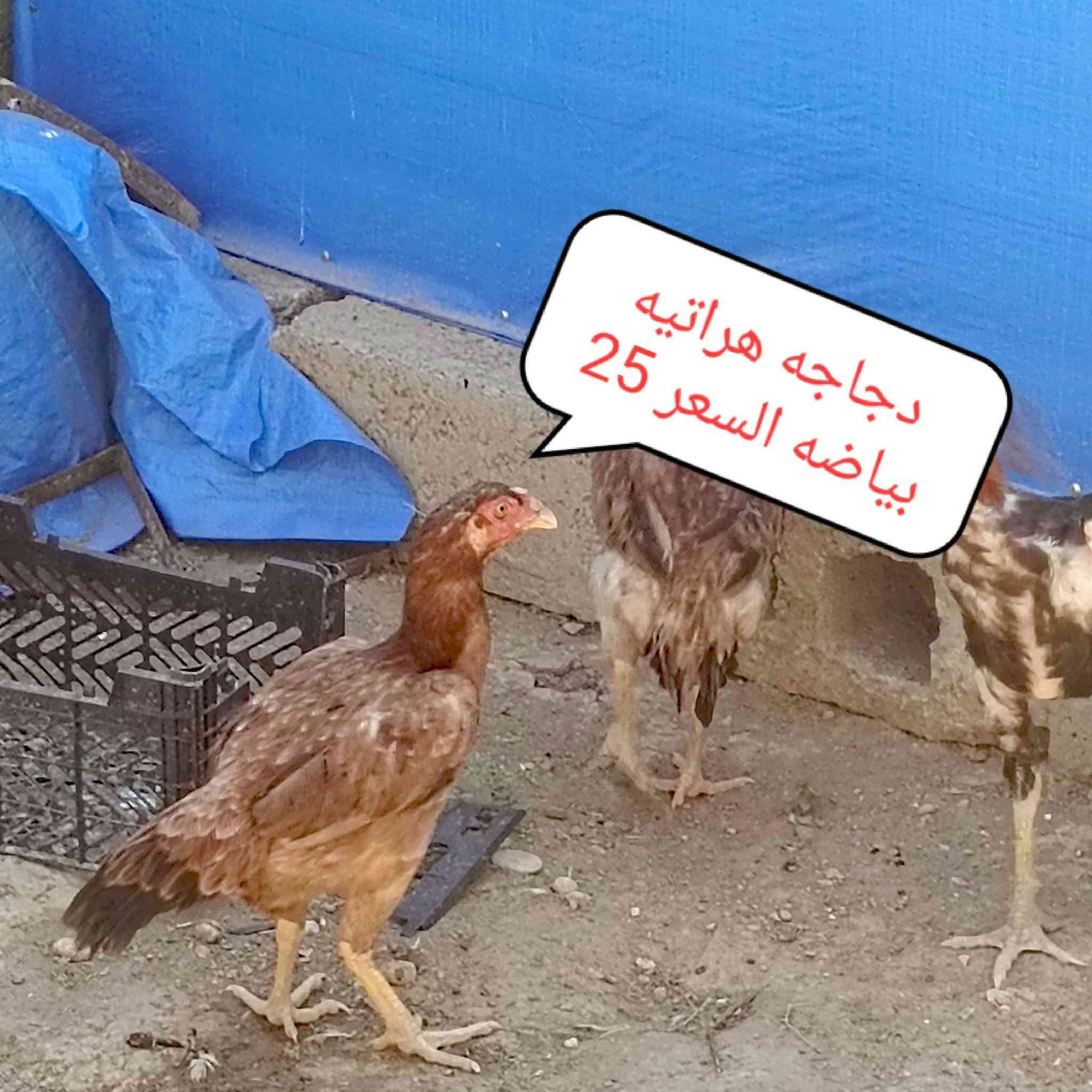 لسلام عليكم يوجد دجاج هراتي السعار داخل الصور المكان الشرقاط الساحل الايسر السلمان
الاتصال ***********

