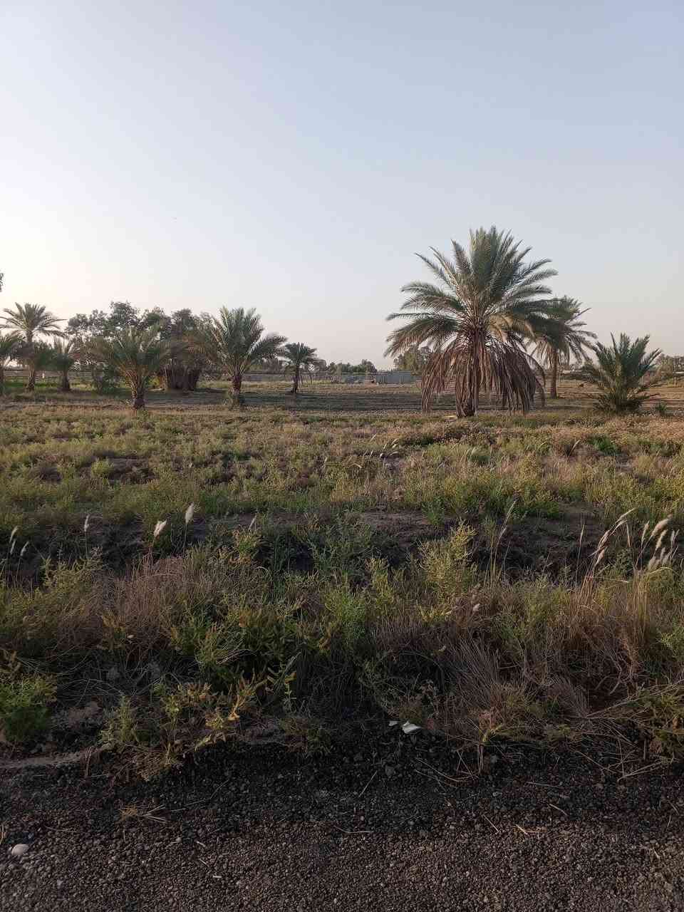 السلام عليكم بسبب الوعود الكاذبة ارض زراعية مساحة 540 متر مربع مع محرم مساحة 18 متر  سند 25 باسمي تتحول باسم المشتري مباشرة وعلى طابو المحمودية  على حولي المحمودية طريق السيد عبدالله خلف البنزين خانة الجديدة وكما موضح بالمنشور السعر 27 مليون وبيها مجال للاستفسار الاتصال على الرقم ***********

