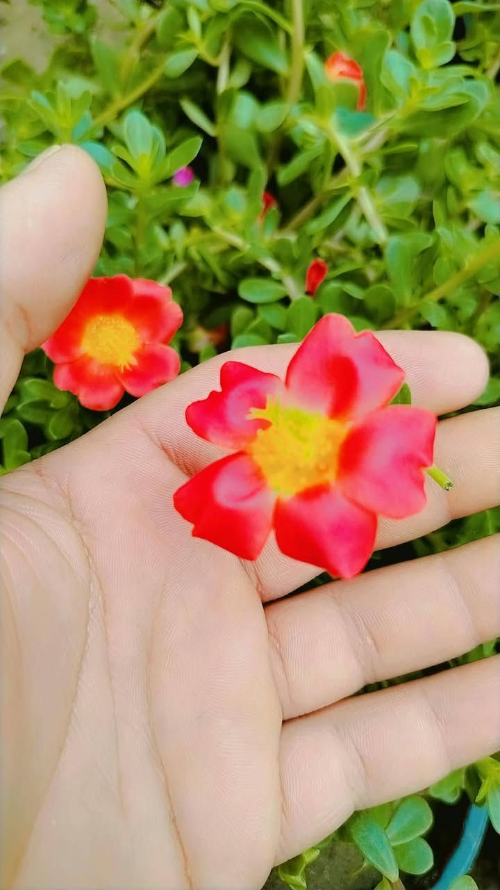 مشتل حسين مناف • ورود • أشجار