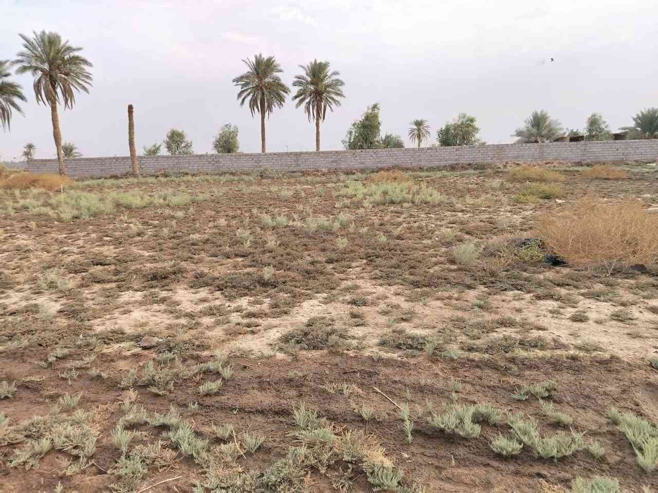 دونم • طابو زراعي • النجف الكوفه براكيه