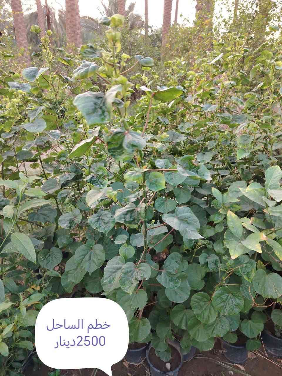 بخور • توصيل • زيتون اسباني