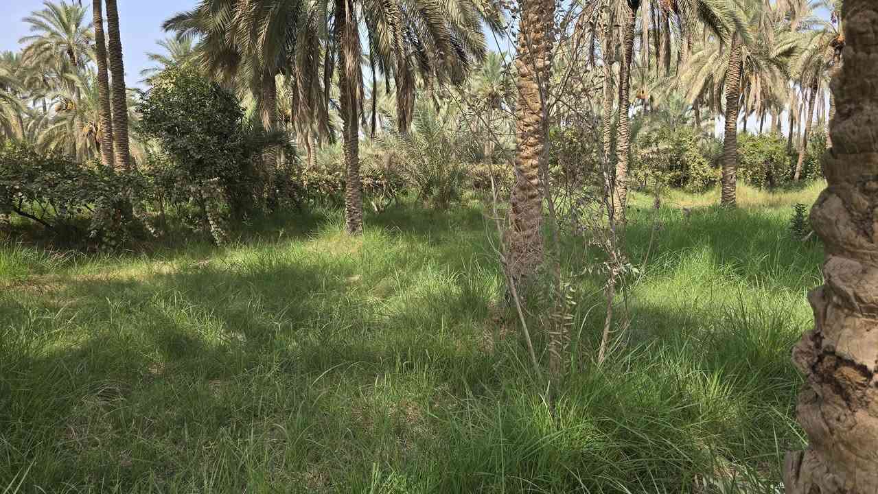 الكوفة شارع ال عيسى • ٢٠٢٥م • طابو زراعي سند ٢٥