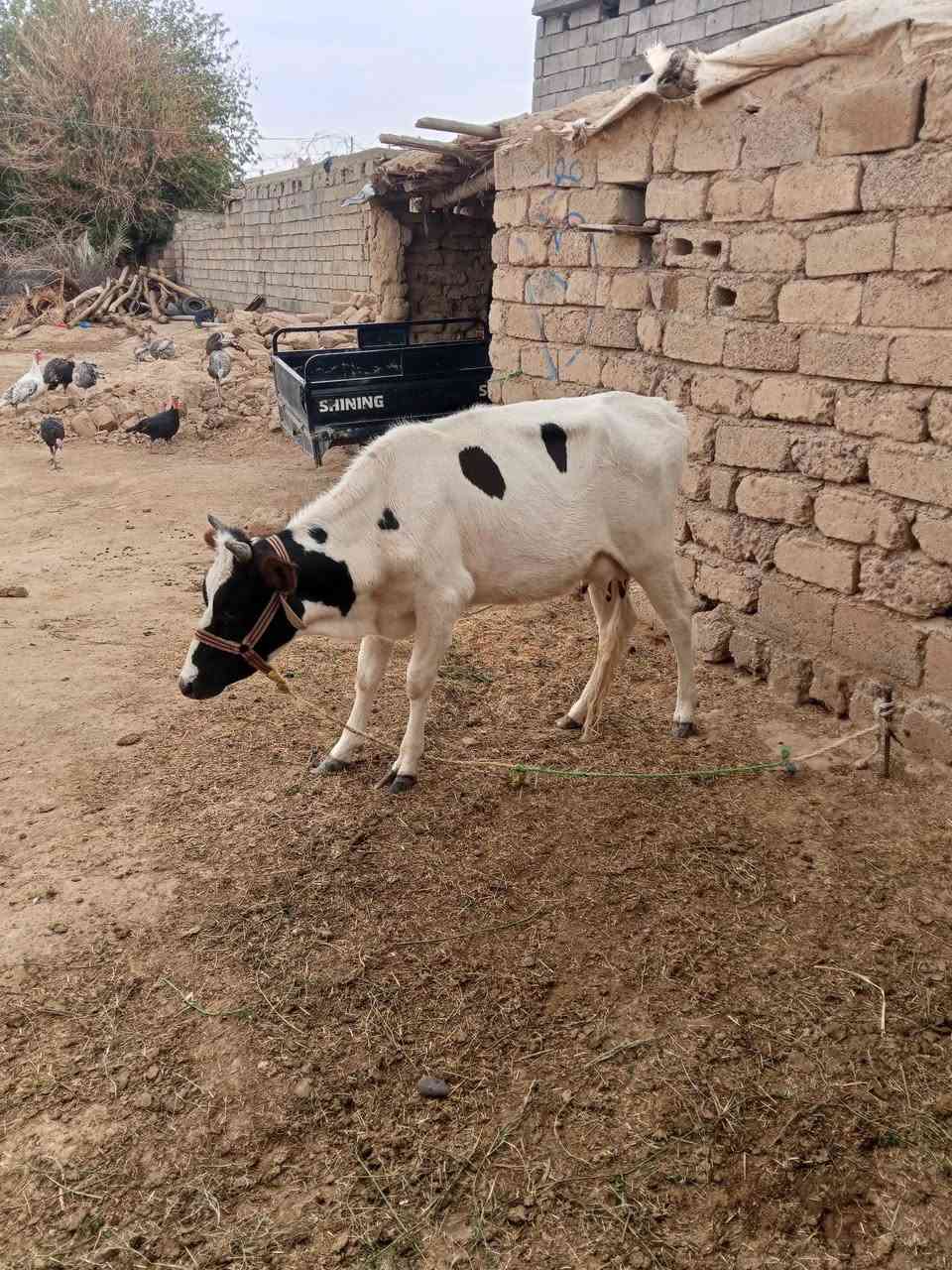 بجر • أول بطن • للبيع