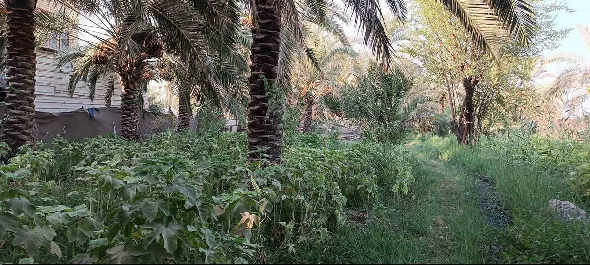 🌴 أرض زراعية للبيع
📐 المساحة: 1190 م
📏 الواجهة: 17 متر
📏 الطول: 70 متر
🛣️ الواجهة على شارع مُبلّط، ونهاية الأرض على شارع ترابي.
📍 الموقع: قضاء سوق الشيوخ -البطاط تبعد حوالي 500 متر عن جسر أبو حديبة، بالقرب من بيت الشيخ أبو غزوان.
🌴 تحتوي الأرض على أنواع متعددة من أشجار النخيل.
📞 للاستفسار والاتصال:
***********
