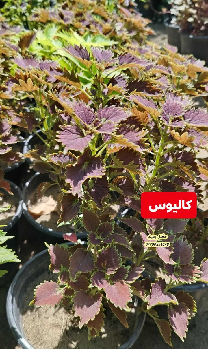 #على_بركة_الله_وتوفيقه 🌳🌳
وصول وجبة جديدة و مختلفة من النباتات الخارجية الازهار متسلقات واشجار دائميه 🌳🍂

بانسب الاسعار و افضل الانواع 👍🌳❤️

مشتل جوري 🌳🌳

للأستفسار مراسلة الصفحة أو الاتصال على الرقم *********** + واتساب 

زورونا على عنواننا التالي 🍂🍂
صلاح الدين المجمع الدور السكني سوق الرابع
 مقابل مدرسة الريان // شارع قبل مدخل المدير العام 🌳🌳
