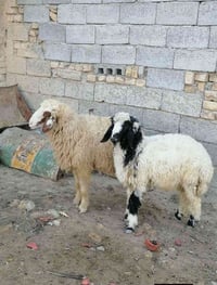 طليان • اثنين • الدورة