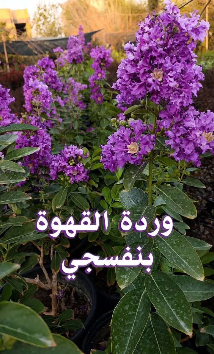 السلام عليكم متابعينا 🤍
🌿 اجعلوا من مساحتكم حديقةً تنبض بالحياة والجمال🩷  

تشكيلة مميزة من الشتلات والأشجار ونباتات الزينة، اخترناها لتمنح منزلكم لمسةً من الطبيعة، وتضيف إلى حدائقكم جمالًا لا يُملّ. 🌸🌳

🌱 شتلات متنوعة
🌺 أزهار بألوان ساحرة
🌳 أشجار ونباتات للحدائق
🪴 خيارات جميلة لكل من يحب الخضرة
ازرعوا اليوم… واحصدوا جمالًا يدوم. 💚

📩 للاستفسار عن الأنواع والأسعار والحجز، تواصلوا معنا عبر الخاص او اتساب ***********

متوفر توصيل لجميع محافظات العراق 🚗🚗

فالحديقة الجميلة تبدأ بنبتة واحدة. 🌿
