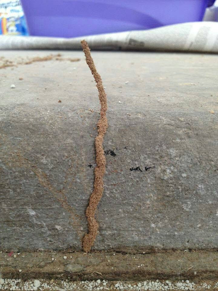 الأرضة تاكل بأساس بيتك وأنت ما تدري؟ 🐜❌
شركة البيارق لمكافحة الحشرات والأرضة تكولك: "ارتاح وخلي الباقي علينا". نقدم أقوى برنامج مكافحة وإبادة فورية للأرضة وكافة أنواع الحشرات بمبيدات عالمية تضمن لك بيئة نظيفة وآمنة.
🌟 مميزات خدماتنا:
🎯 مبيدات عالمية من مناشئ رصينة وبدون روائح كريهة.
📜 ضمان حقيقي يبدأ من 3 سنوات ويمتد حتى 27 سنة.
📍 فروعنا متواجدة في بغداد والمحافظات لتلبية طلباتكم بأسرع وقت.
☎️ للحجز والاستفسار، تواصل معنا مباشرة على الرقم:
***********
شركة البيارق.. اسم يعني الثقة والالتزام.
