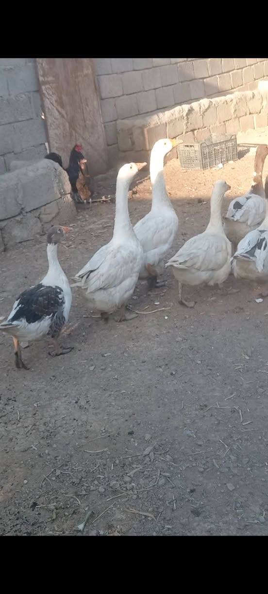 غازات • سهل نينوى