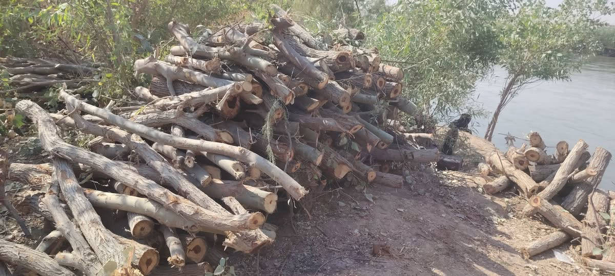 السلام عليكم يوجد خشب لبيع
كرامي السعر الكيه ٢٥٠الف المكان الشرقاط ***********
